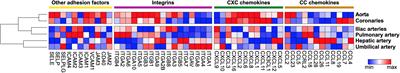 Inflammatory Cell Recruitment in Cardiovascular Disease